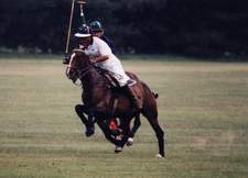 polo-2t.JPG (5793 bytes)