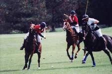 polo-8t.JPG (7251 bytes)